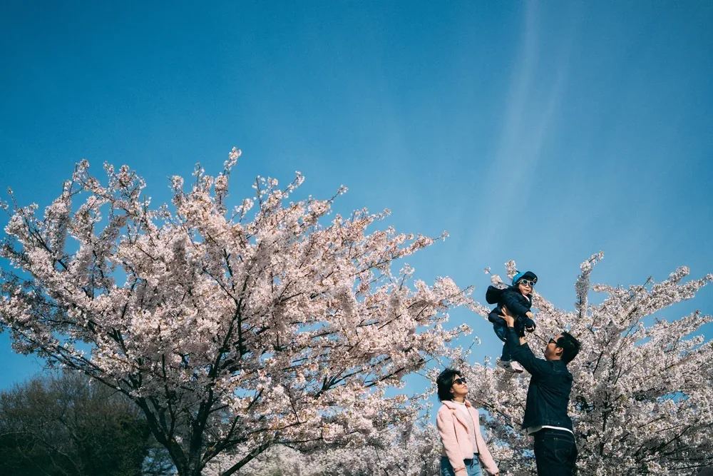 Vancouver Cherry Blossom Family Photography | The Beauty of Multi-Generational Portraits