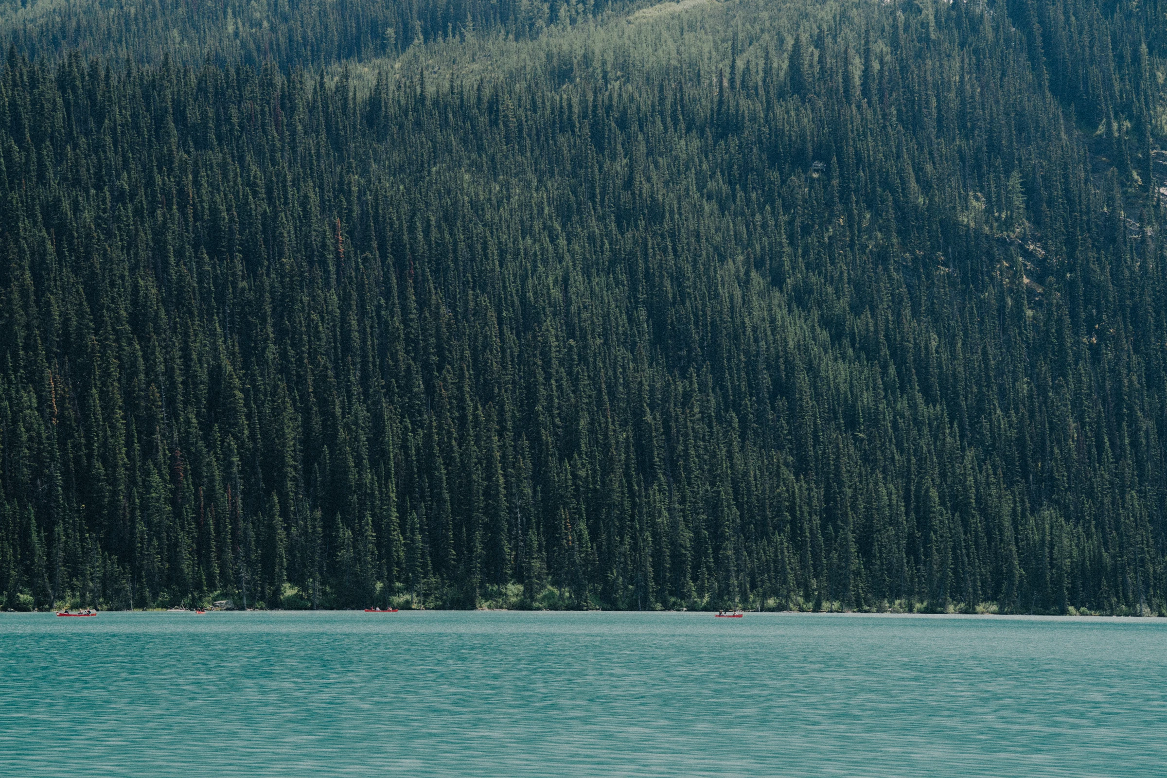Turquoise lake water below a dense evergreen forest, at Lake Louise in Banff National Park.