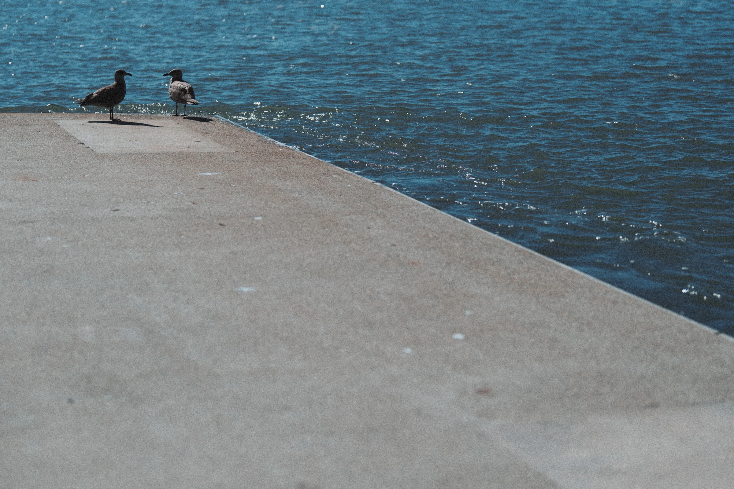 Birds resting on the edge of a dock above the river.