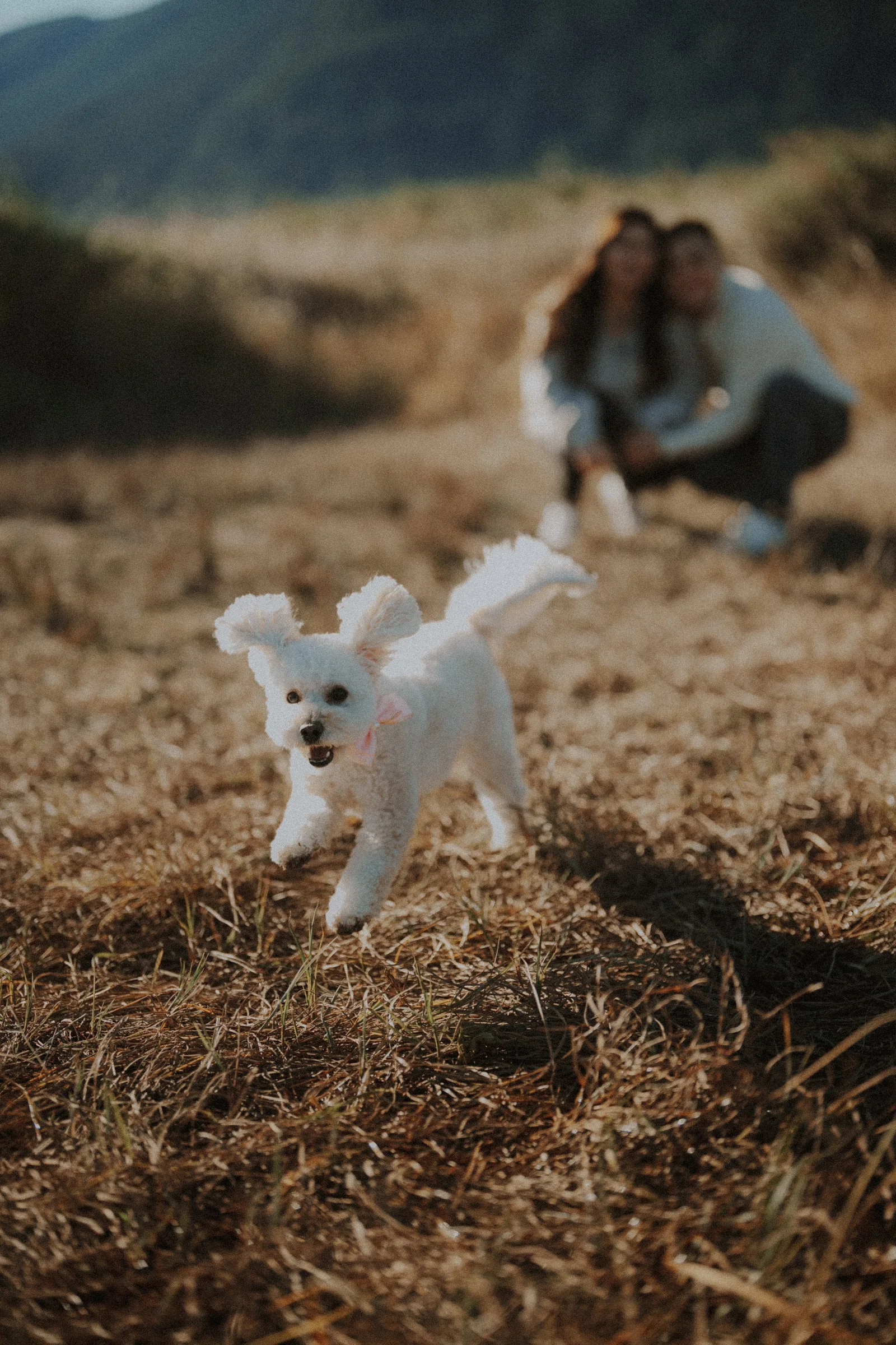 Energetic dog running in golden field, couple blurred in background, Pitt Lake.