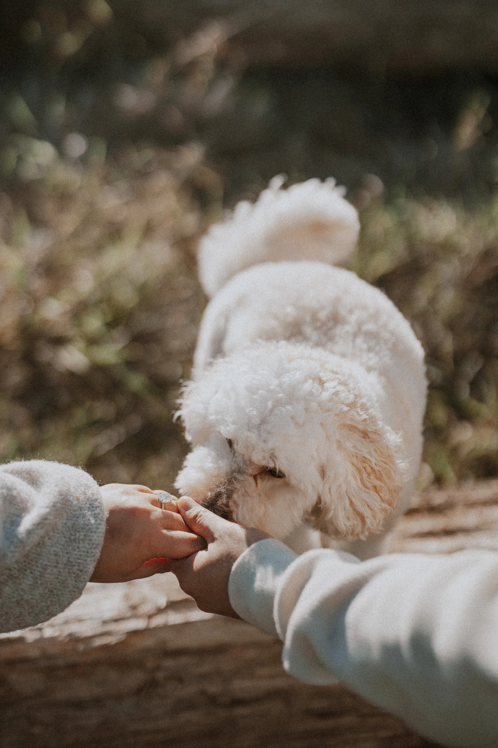 Dog sniffing engagement ring on couple's hands, pet-friendly detail shot.