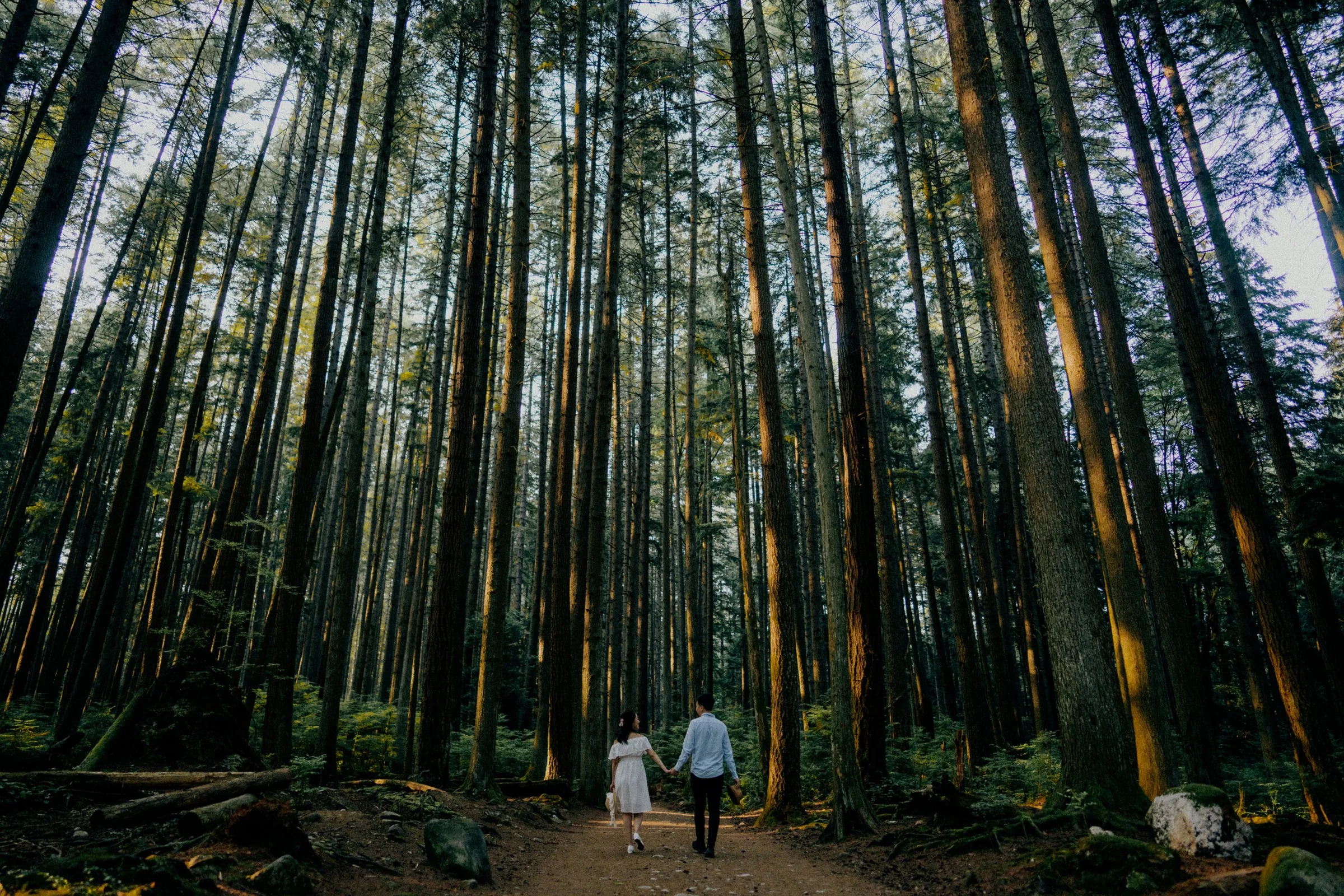 Couple walking away in tall Douglas Fir forest, majestic Vancouver environment.
