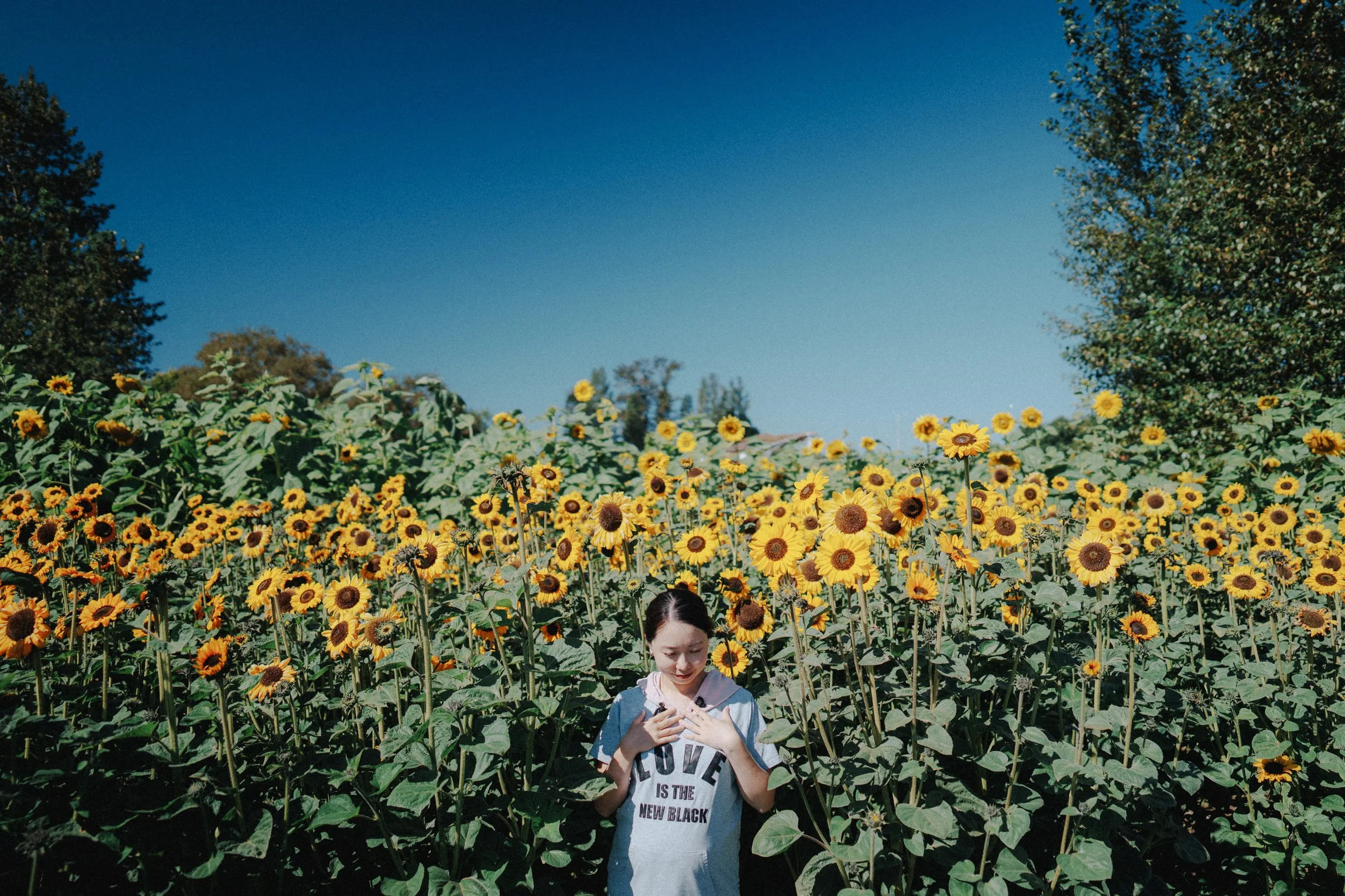 Person standing in sunflower field looking down at Richmond Country Farms