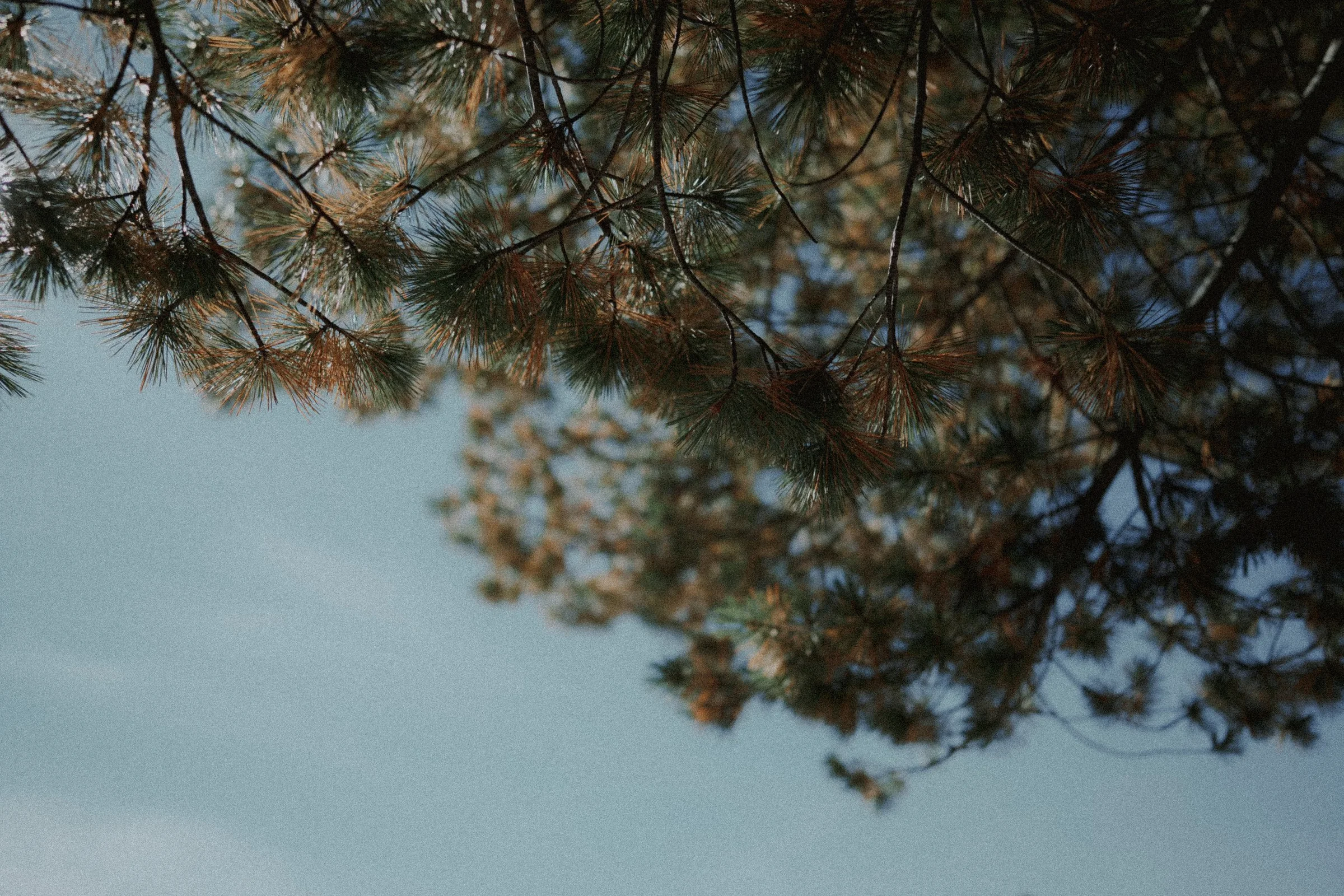 Sunlit evergreen branches against a blue sky at the mountain ceremony site.