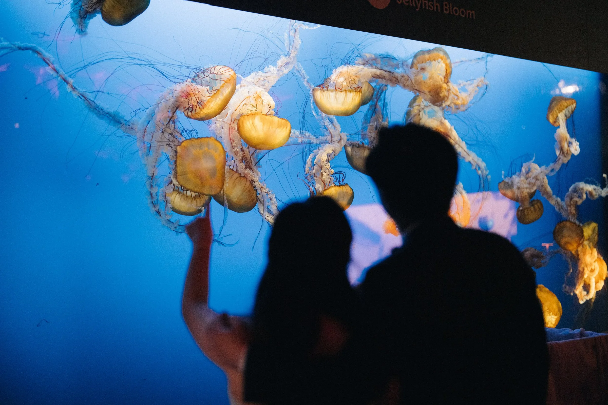 Couple silhouetted against a blue jellyfish display at Vancouver Aquarium.