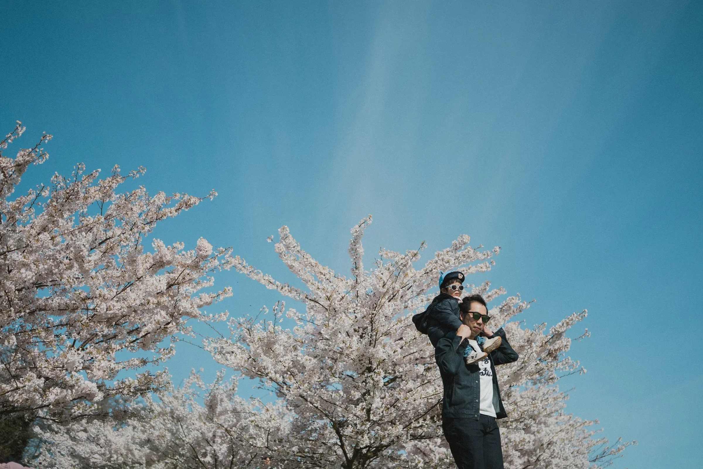 A wide-angle landscape shot of a father carrying his young toddler on his shoulders under vibrant pink cherry blossoms in Vancouver, set against a vast, clear blue sky.