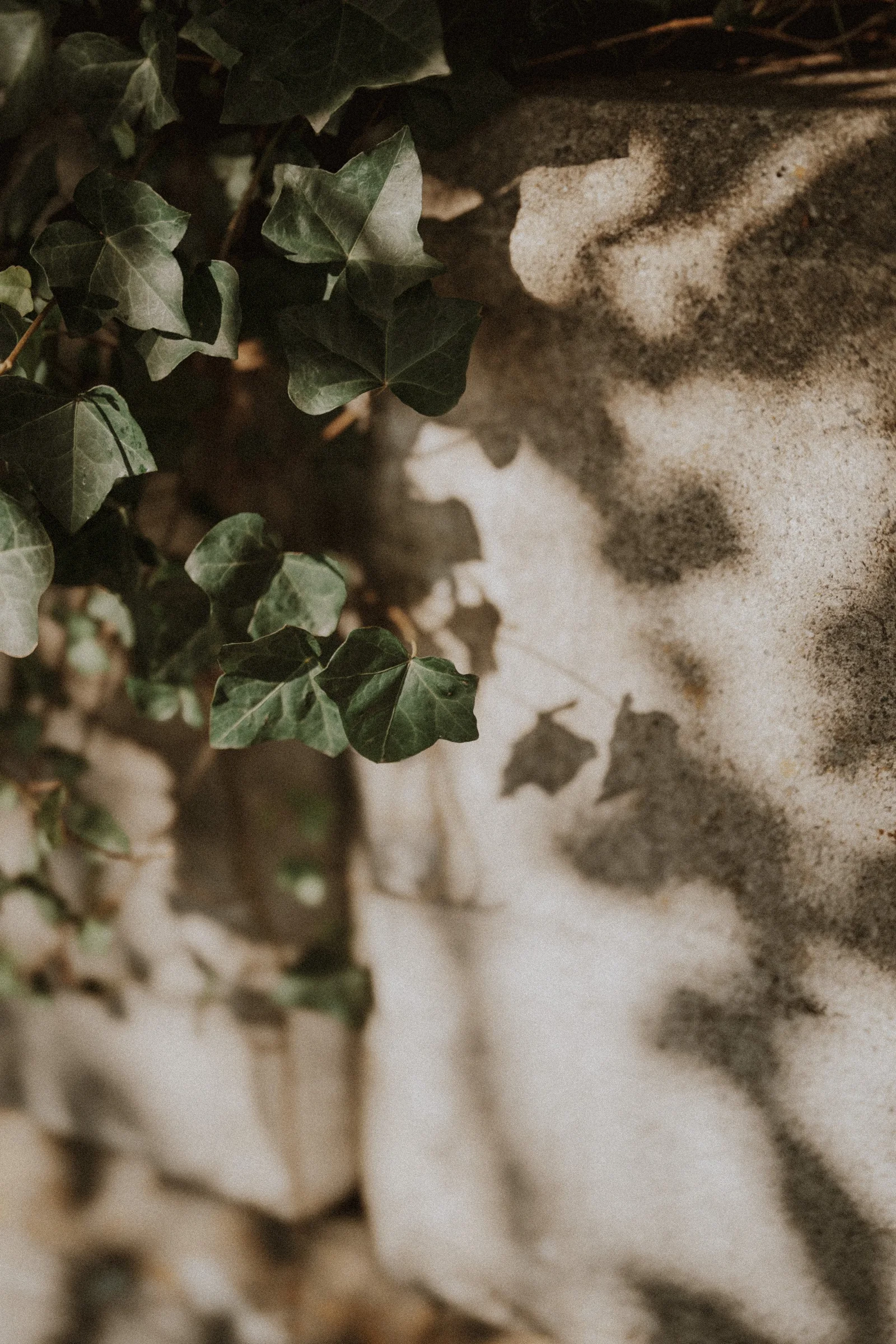 Sunlight and leaf shadows falling across a pale rock surface.