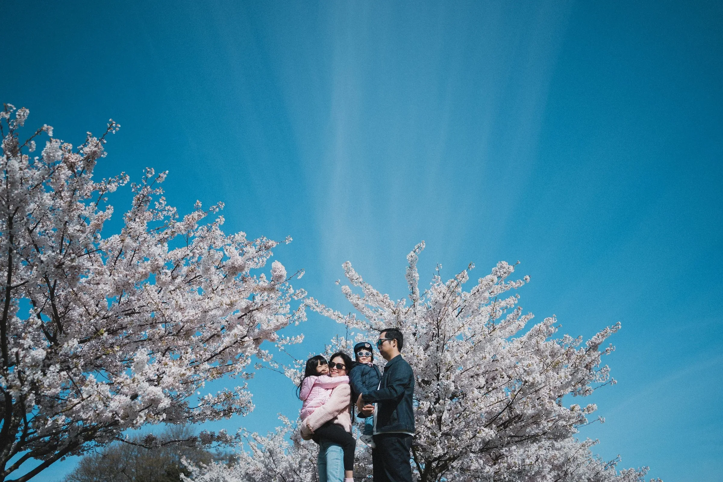 A wide-angle lifestyle portrait of a family of four under blooming cherry blossom trees in Vancouver, with parents holding their two children against a clear blue sky.