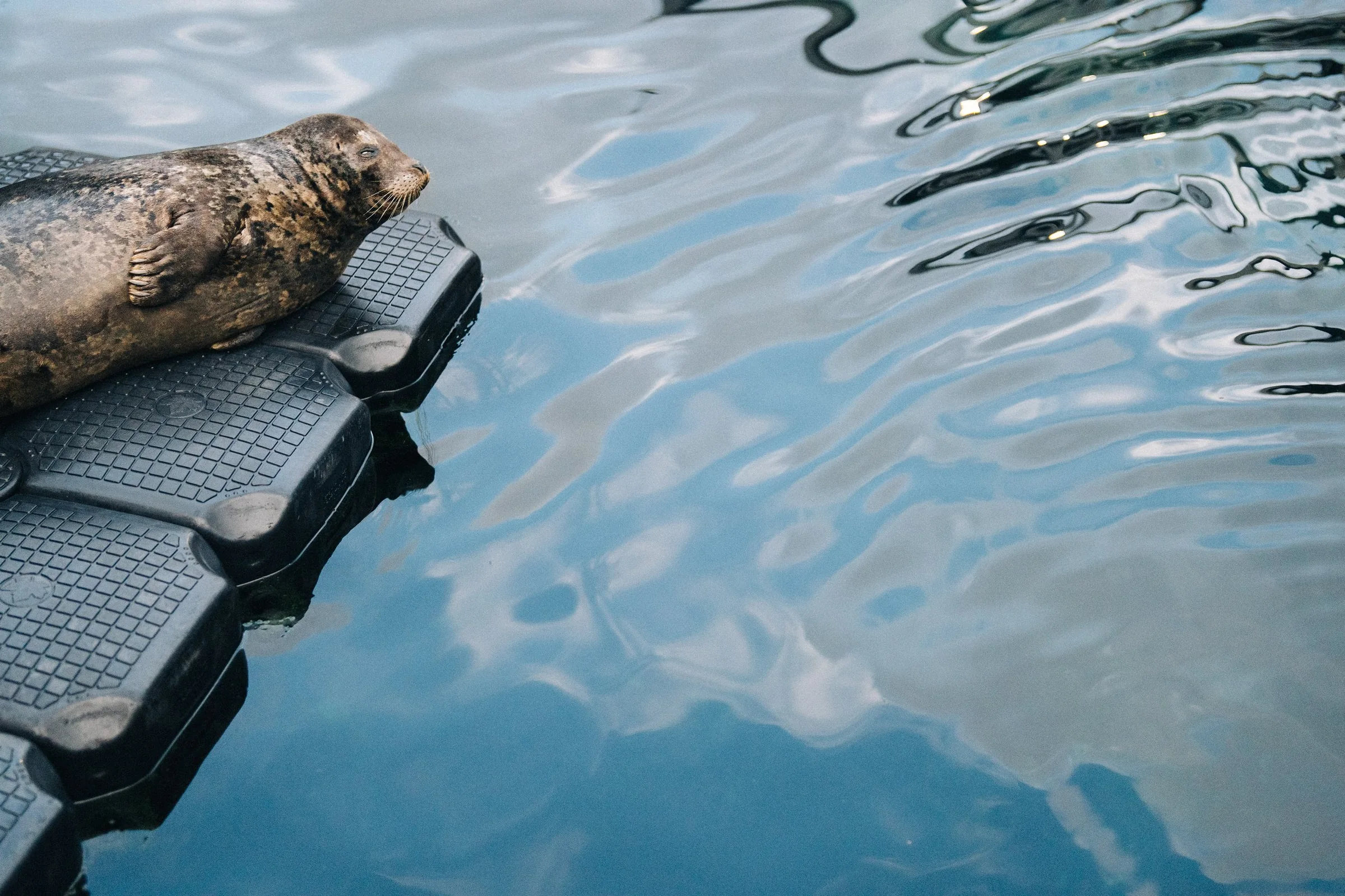 Harbor seal resting on a floating platform at Vancouver Aquarium exhibit.